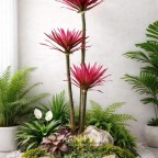 Cây phát tài lá đỏ 3 thân 